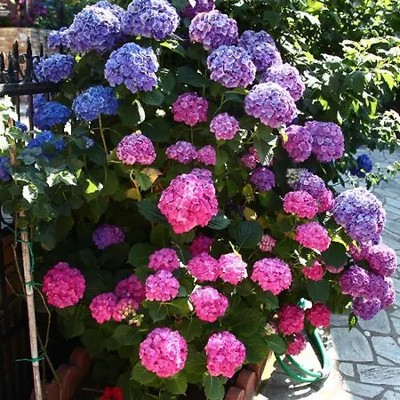 Affittacamere Xenioti 3*