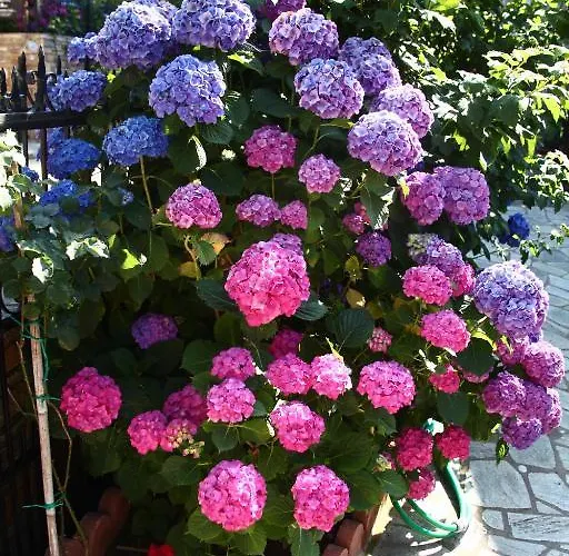 Guest house Xenioti 3*